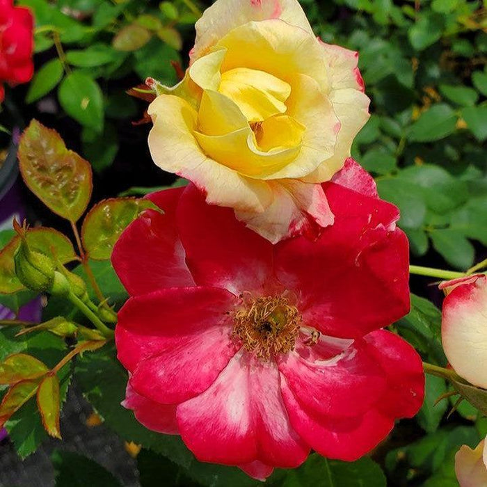 Rose, Campfire Rose