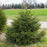 Spruce, Black Hills Spruce