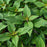 Sage, Pineapple Sage