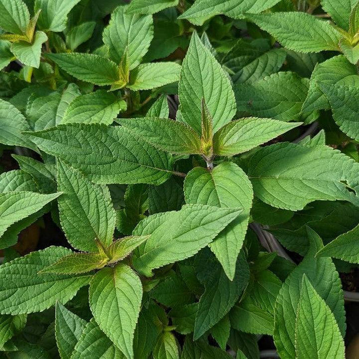 Sage, Pineapple Sage