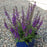 Salvia nemorosa 'Haeumanarc'  - Marcus® Meadow Sage