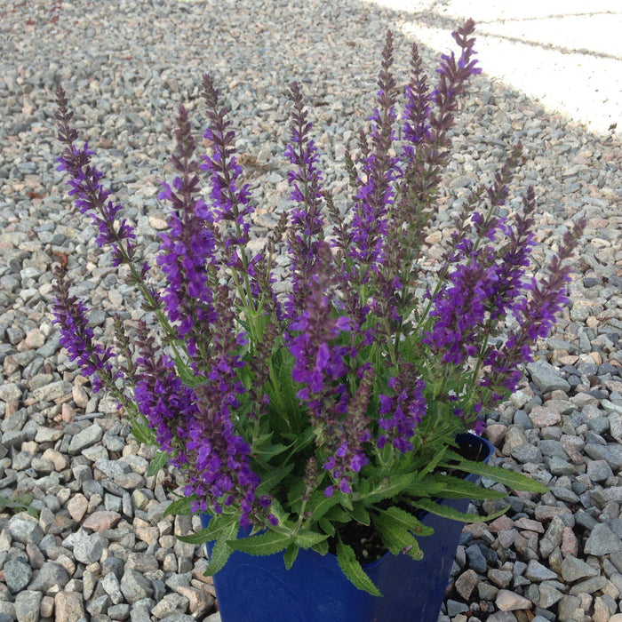 Salvia nemorosa 'Haeumanarc'  - Marcus® Meadow Sage