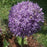 Allium, Globemaster Ornamental Onion