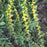 Goldenrod, Blue-stemmed Goldenrod