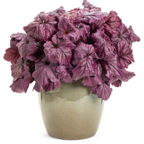 Coral Bells, Dolce® Wildberry Heuchera