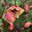 Hellebore, Honeymoon® Sandy Shores Lenten Rose