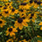 Black Eyed Susan, Three Lobed Black Eyed Susan