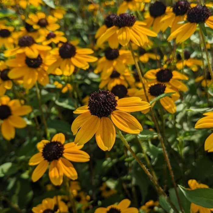 Black Eyed Susan, Three Lobed Black Eyed Susan