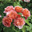 Rose, Tequila® Supreme Rose