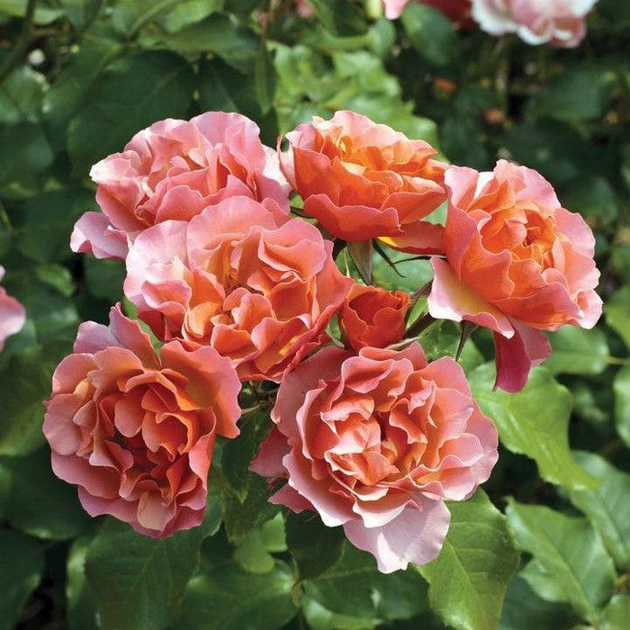 Rose, Tequila® Supreme Rose