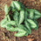 Wild Ginger, Chinese Wild Ginger