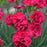 Dianthus, PW® Fruit Punch® Cranberry Cocktail Dianthus