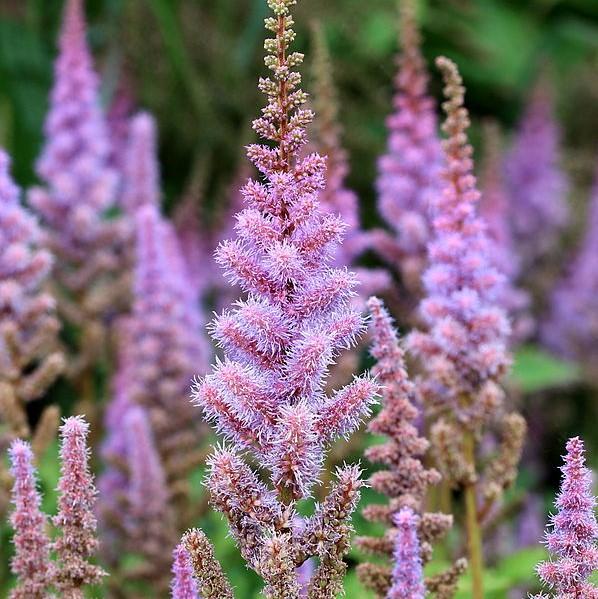 Astilbe, Pumila Chinese Astilbe