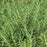 Rosemary, Salem Rosemary