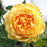 Rose, David Austin Golden Celebration English Rose, 3 gal.