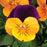 Viola cornuta 'Penny Orange Jump-Up'  - Penny™ Orange Jump-Up Viola