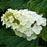 Hydrangea, Alice Oakleaf Hydrangea