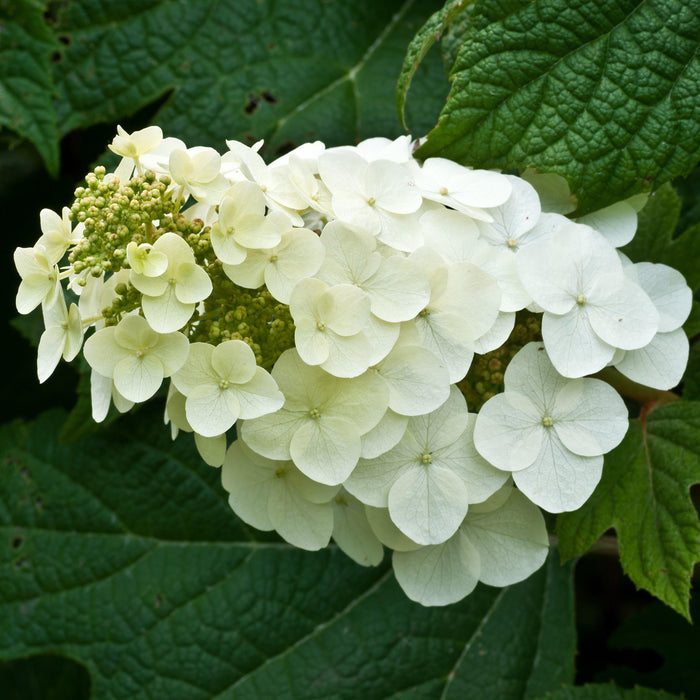 Hydrangea, Alice Oakleaf Hydrangea