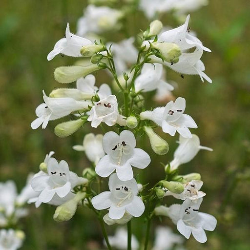Penstemon digitalis  - Beardtongue