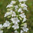Penstemon digitalis  - Beardtongue