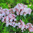 Mountain Laurel, Good Show Mountain Laurel