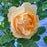Rose, Julia Child™ Rose