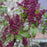 Lilac, Virtual Violet Lilac