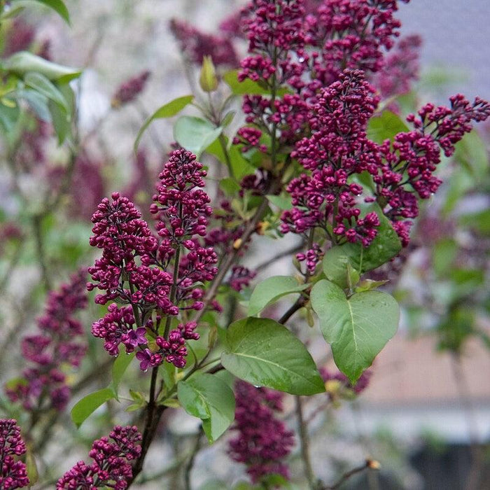 Lilac, Virtual Violet Lilac
