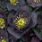 Hellebore, Honeymoon® Dark and Handsome Lenten Rose