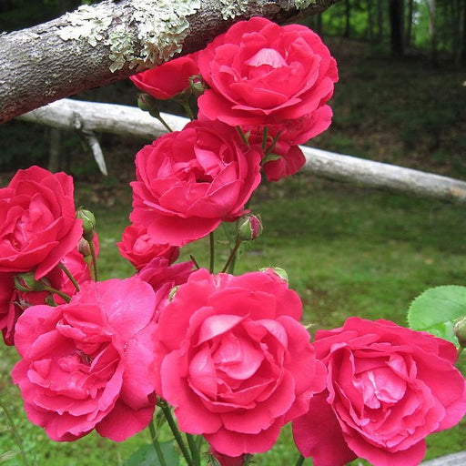 Rose, Blaze Climbing Rose
