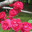 Rose, Blaze Climbing Rose