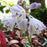 Hosta, Patriot Hosta