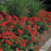 Rose, Flower Carpet® Mini Cherry Rose