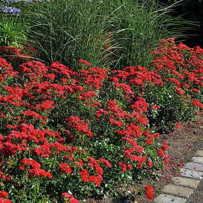 Rose, Flower Carpet® Mini Cherry Rose
