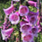 Foxglove, Dalmatian Purple Foxglove