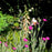 Foxglove, Dalmatian Peach Foxglove
