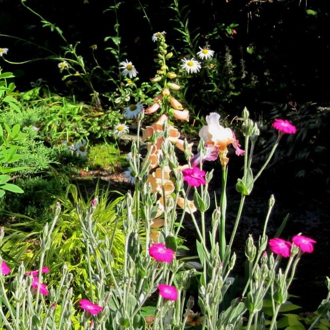 Foxglove, Dalmatian Peach Foxglove