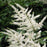 Astilbe, Deutschland Japanese Astilbe