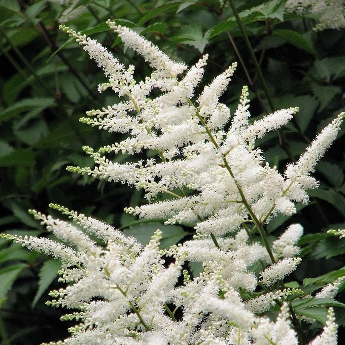 Astilbe, Deutschland Japanese Astilbe