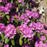 Rhododendron, English Roseum Rhododendron