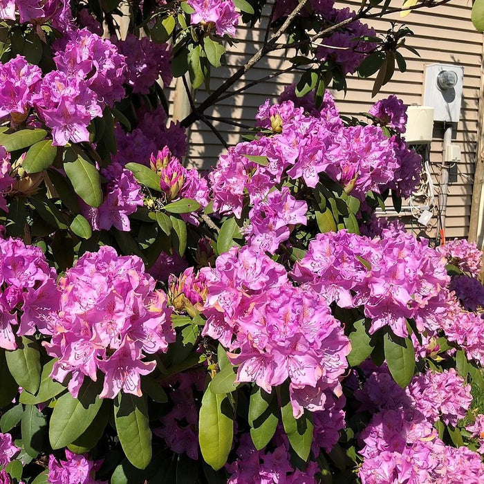 Rhododendron, English Roseum Rhododendron