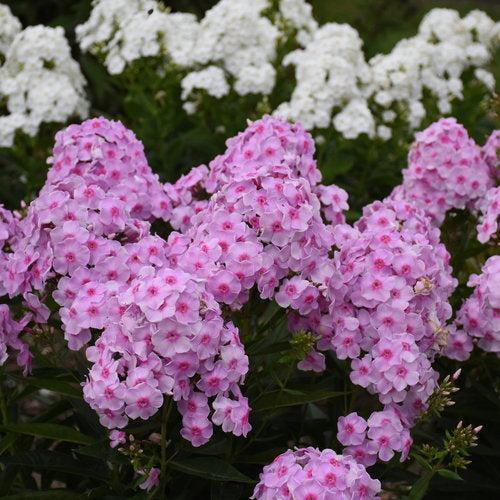 Phlox, Luminary® Opalescence Phlox