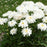 Shasta Daisy, PW® Amazing Daisies® Marshmallow Shasta Daisy