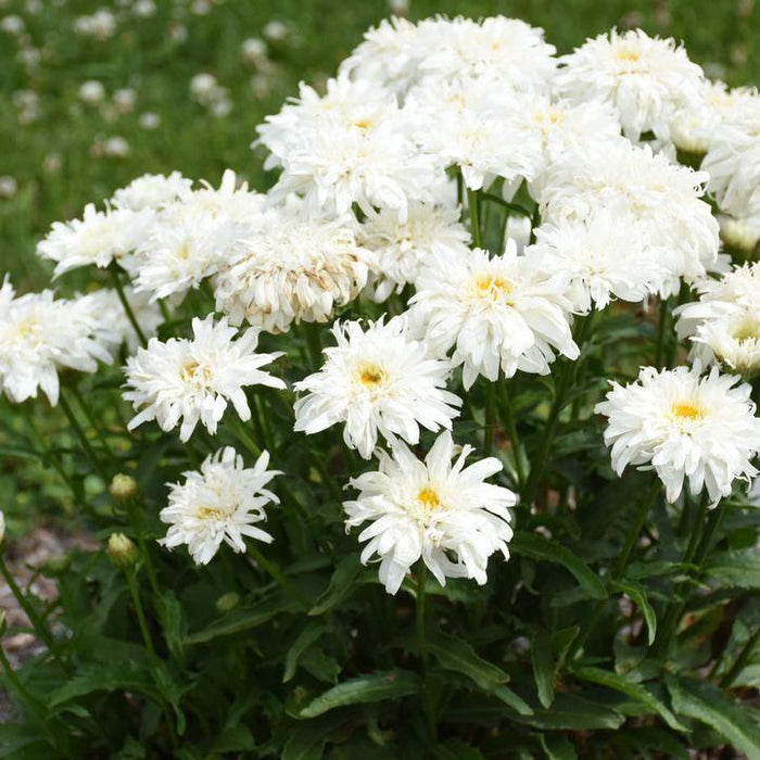 Shasta Daisy, PW® Amazing Daisies® Marshmallow Shasta Daisy