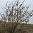 Corylus americana  - Hazelnut, American Filbert