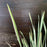 Iris, Variegated Japanese Iris