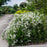 Deutzia, Dwarf Nikko Deutzia