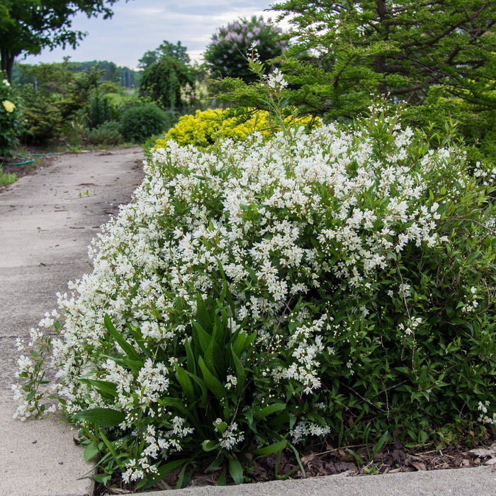Deutzia, Dwarf Nikko Deutzia