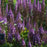 Astilbe, Pumila Chinese Astilbe