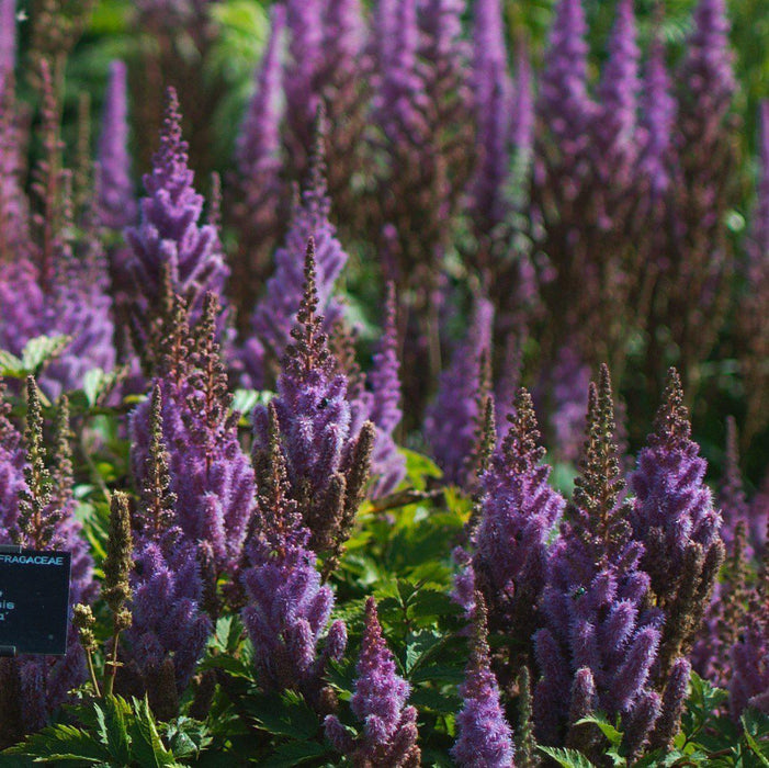 Astilbe, Pumila Chinese Astilbe